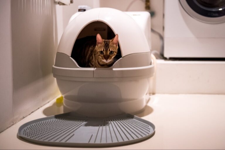 Automatic Cat Litter Boxes for Easy Cleanup