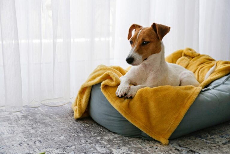 Comfy Dog Beds to Keep Your Pet Happy