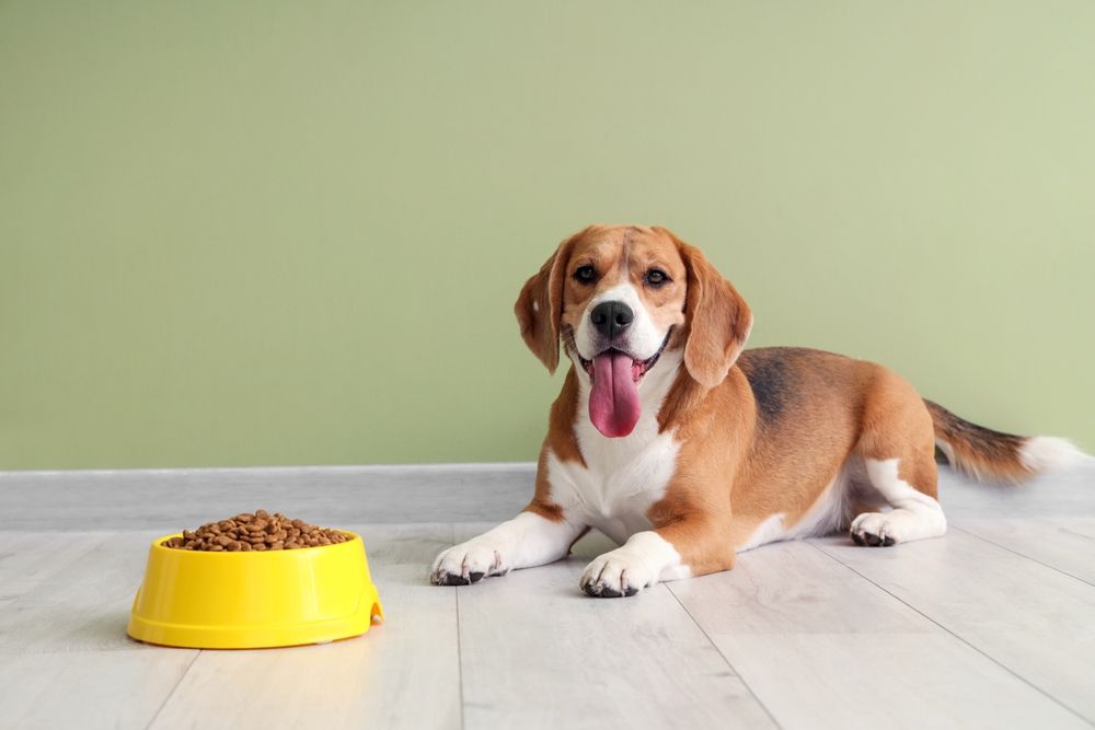 The Right Dog Food for Your Pet’s Breed and Lifestyle