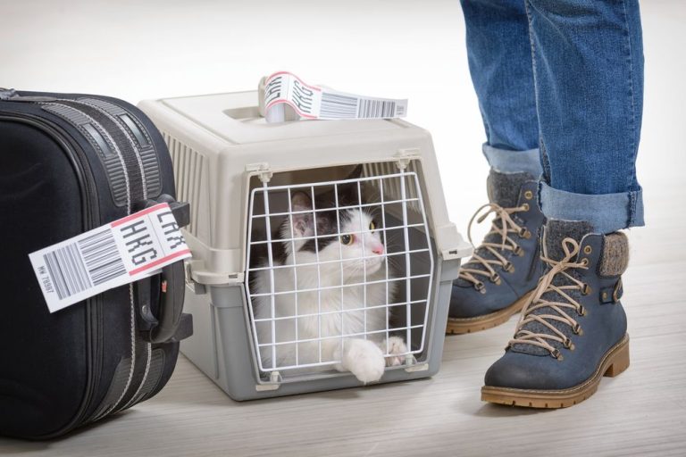 The Best Pet Carriers for Airline Travel